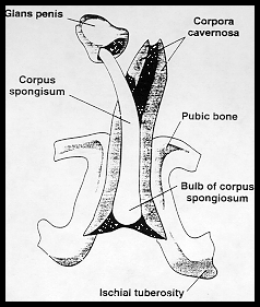 Anatomy1