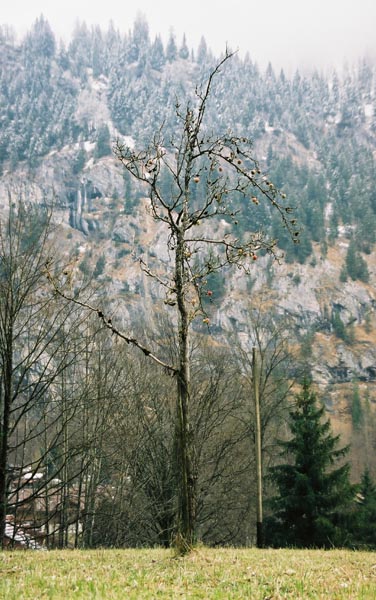 trv12-interlaken107F1000014_